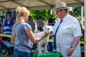 Papa 2022 dogshow nevezési lap entry form FCI dogshow Pápa CACIB Esterhazy Memorial CACIB Dalmata és Kopó Club Show HTME CLUB SHOW CTPE CLUB SHOW MRVE – Hungarian Retriever & Waterdog CAC Clubshow
