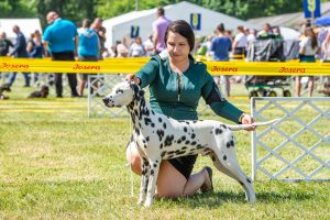 Papa 2022 dogshow nevezési lap entry form FCI dogshow Pápa CACIB Esterhazy Memorial CACIB Dalmata és Kopó Club Show HTME CLUB SHOW CTPE CLUB SHOW MRVE – Hungarian Retriever & Waterdog CAC Clubshow