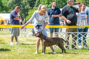 Papa 2022 dogshow nevezési lap entry form FCI dogshow Pápa CACIB Esterhazy Memorial CACIB Dalmata és Kopó Club Show HTME CLUB SHOW CTPE CLUB SHOW MRVE – Hungarian Retriever & Waterdog CAC Clubshow