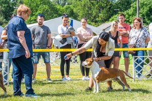Papa 2022 dogshow nevezési lap entry form FCI dogshow Pápa CACIB Esterhazy Memorial CACIB Dalmata és Kopó Club Show HTME CLUB SHOW CTPE CLUB SHOW MRVE – Hungarian Retriever & Waterdog CAC Clubshow
