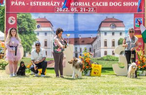 Papa 2022 dogshow nevezési lap entry form FCI dogshow Pápa CACIB Esterhazy Memorial CACIB Dalmata és Kopó Club Show HTME CLUB SHOW CTPE CLUB SHOW MRVE – Hungarian Retriever & Waterdog CAC Clubshow