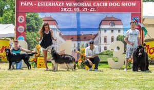 Papa 2022 dogshow nevezési lap entry form FCI dogshow Pápa CACIB Esterhazy Memorial CACIB Dalmata és Kopó Club Show HTME CLUB SHOW CTPE CLUB SHOW MRVE – Hungarian Retriever & Waterdog CAC Clubshow