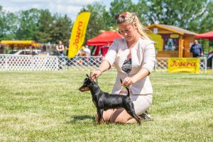 Papa 2022 dogshow nevezési lap entry form FCI dogshow Pápa CACIB Esterhazy Memorial CACIB Dalmata és Kopó Club Show HTME CLUB SHOW CTPE CLUB SHOW MRVE – Hungarian Retriever & Waterdog CAC Clubshow
