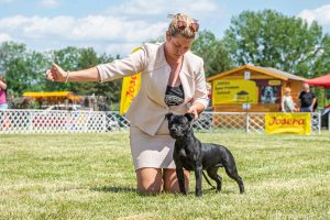 Papa 2022 dogshow nevezési lap entry form FCI dogshow Pápa CACIB Esterhazy Memorial CACIB Dalmata és Kopó Club Show HTME CLUB SHOW CTPE CLUB SHOW MRVE – Hungarian Retriever & Waterdog CAC Clubshow