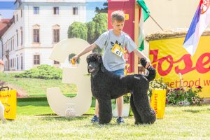 Papa 2022 dogshow nevezési lap entry form FCI dogshow Pápa CACIB Esterhazy Memorial CACIB Dalmata és Kopó Club Show HTME CLUB SHOW CTPE CLUB SHOW MRVE – Hungarian Retriever & Waterdog CAC Clubshow