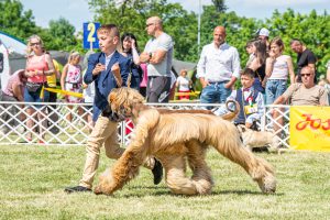Papa 2022 dogshow nevezési lap entry form FCI dogshow Pápa CACIB Esterhazy Memorial CACIB Dalmata és Kopó Club Show HTME CLUB SHOW CTPE CLUB SHOW MRVE – Hungarian Retriever & Waterdog CAC Clubshow
