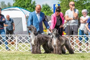 Papa 2022 dogshow nevezési lap entry form FCI dogshow Pápa CACIB Esterhazy Memorial CACIB Dalmata és Kopó Club Show HTME CLUB SHOW CTPE CLUB SHOW MRVE – Hungarian Retriever & Waterdog CAC Clubshow