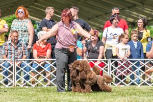 Papa 2022 dogshow nevezési lap entry form FCI dogshow Pápa CACIB Esterhazy Memorial CACIB Dalmata és Kopó Club Show HTME CLUB SHOW CTPE CLUB SHOW MRVE – Hungarian Retriever & Waterdog CAC Clubshow