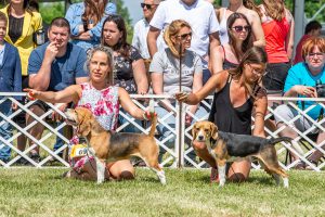 Papa 2022 dogshow nevezési lap entry form FCI dogshow Pápa CACIB Esterhazy Memorial CACIB Dalmata és Kopó Club Show HTME CLUB SHOW CTPE CLUB SHOW MRVE – Hungarian Retriever & Waterdog CAC Clubshow