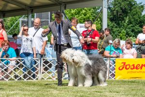 Papa 2022 dogshow nevezési lap entry form FCI dogshow Pápa CACIB Esterhazy Memorial CACIB Dalmata és Kopó Club Show HTME CLUB SHOW CTPE CLUB SHOW MRVE – Hungarian Retriever & Waterdog CAC Clubshow