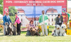 Papa 2022 dogshow nevezési lap entry form FCI dogshow Pápa CACIB Esterhazy Memorial CACIB Dalmata és Kopó Club Show HTME CLUB SHOW CTPE CLUB SHOW MRVE – Hungarian Retriever & Waterdog CAC Clubshow