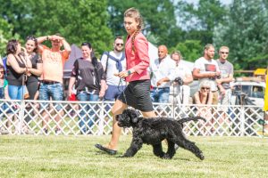 Papa 2022 dogshow nevezési lap entry form FCI dogshow Pápa CACIB Esterhazy Memorial CACIB Dalmata és Kopó Club Show HTME CLUB SHOW CTPE CLUB SHOW MRVE – Hungarian Retriever & Waterdog CAC Clubshow
