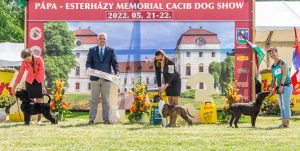 Papa 2022 dogshow nevezési lap entry form FCI dogshow Pápa CACIB Esterhazy Memorial CACIB Dalmata és Kopó Club Show HTME CLUB SHOW CTPE CLUB SHOW MRVE – Hungarian Retriever & Waterdog CAC Clubshow