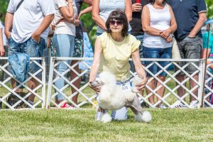 Papa 2022 dogshow nevezési lap entry form FCI dogshow Pápa CACIB Esterhazy Memorial CACIB Dalmata és Kopó Club Show HTME CLUB SHOW CTPE CLUB SHOW MRVE – Hungarian Retriever & Waterdog CAC Clubshow