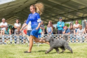 Papa 2022 dogshow nevezési lap entry form FCI dogshow Pápa CACIB Esterhazy Memorial CACIB Dalmata és Kopó Club Show HTME CLUB SHOW CTPE CLUB SHOW MRVE – Hungarian Retriever & Waterdog CAC Clubshow