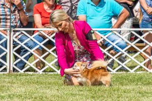 Papa 2022 dogshow nevezési lap entry form FCI dogshow Pápa CACIB Esterhazy Memorial CACIB Dalmata és Kopó Club Show HTME CLUB SHOW CTPE CLUB SHOW MRVE – Hungarian Retriever & Waterdog CAC Clubshow