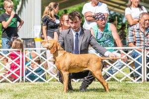 Papa 2022 dogshow nevezési lap entry form FCI dogshow Pápa CACIB Esterhazy Memorial CACIB Dalmata és Kopó Club Show HTME CLUB SHOW CTPE CLUB SHOW MRVE – Hungarian Retriever & Waterdog CAC Clubshow