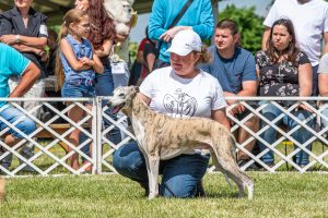Papa 2022 dogshow nevezési lap entry form FCI dogshow Pápa CACIB Esterhazy Memorial CACIB Dalmata és Kopó Club Show HTME CLUB SHOW CTPE CLUB SHOW MRVE – Hungarian Retriever & Waterdog CAC Clubshow