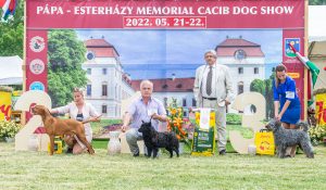 Papa 2022 dogshow nevezési lap entry form FCI dogshow Pápa CACIB Esterhazy Memorial CACIB Dalmata és Kopó Club Show HTME CLUB SHOW CTPE CLUB SHOW MRVE – Hungarian Retriever & Waterdog CAC Clubshow