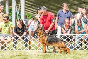 Papa 2022 dogshow nevezési lap entry form FCI dogshow Pápa CACIB Esterhazy Memorial CACIB Dalmata és Kopó Club Show HTME CLUB SHOW CTPE CLUB SHOW MRVE – Hungarian Retriever & Waterdog CAC Clubshow