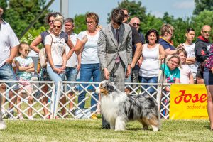 Papa 2022 dogshow nevezési lap entry form FCI dogshow Pápa CACIB Esterhazy Memorial CACIB Dalmata és Kopó Club Show HTME CLUB SHOW CTPE CLUB SHOW MRVE – Hungarian Retriever & Waterdog CAC Clubshow