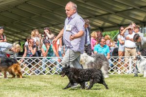 Papa 2022 dogshow nevezési lap entry form FCI dogshow Pápa CACIB Esterhazy Memorial CACIB Dalmata és Kopó Club Show HTME CLUB SHOW CTPE CLUB SHOW MRVE – Hungarian Retriever & Waterdog CAC Clubshow