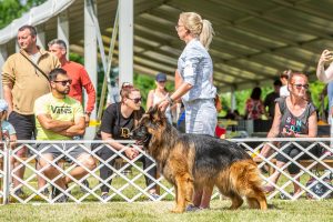 Papa 2022 dogshow nevezési lap entry form FCI dogshow Pápa CACIB Esterhazy Memorial CACIB Dalmata és Kopó Club Show HTME CLUB SHOW CTPE CLUB SHOW MRVE – Hungarian Retriever & Waterdog CAC Clubshow