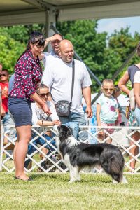 Papa 2022 dogshow nevezési lap entry form FCI dogshow Pápa CACIB Esterhazy Memorial CACIB Dalmata és Kopó Club Show HTME CLUB SHOW CTPE CLUB SHOW MRVE – Hungarian Retriever & Waterdog CAC Clubshow