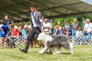 Papa 2022 dogshow nevezési lap entry form FCI dogshow Pápa CACIB Esterhazy Memorial CACIB Dalmata és Kopó Club Show HTME CLUB SHOW CTPE CLUB SHOW MRVE – Hungarian Retriever & Waterdog CAC Clubshow