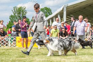Papa 2022 dogshow nevezési lap entry form FCI dogshow Pápa CACIB Esterhazy Memorial CACIB Dalmata és Kopó Club Show HTME CLUB SHOW CTPE CLUB SHOW MRVE – Hungarian Retriever & Waterdog CAC Clubshow