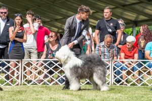 Papa 2022 dogshow nevezési lap entry form FCI dogshow Pápa CACIB Esterhazy Memorial CACIB Dalmata és Kopó Club Show HTME CLUB SHOW CTPE CLUB SHOW MRVE – Hungarian Retriever & Waterdog CAC Clubshow