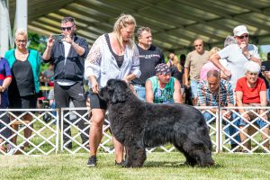 Papa 2022 dogshow nevezési lap entry form FCI dogshow Pápa CACIB Esterhazy Memorial CACIB Dalmata és Kopó Club Show HTME CLUB SHOW CTPE CLUB SHOW MRVE – Hungarian Retriever & Waterdog CAC Clubshow