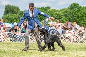 Papa 2022 dogshow nevezési lap entry form FCI dogshow Pápa CACIB Esterhazy Memorial CACIB Dalmata és Kopó Club Show HTME CLUB SHOW CTPE CLUB SHOW MRVE – Hungarian Retriever & Waterdog CAC Clubshow