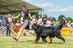 Papa 2022 dogshow nevezési lap entry form FCI dogshow Pápa CACIB Esterhazy Memorial CACIB Dalmata és Kopó Club Show HTME CLUB SHOW CTPE CLUB SHOW MRVE – Hungarian Retriever & Waterdog CAC Clubshow