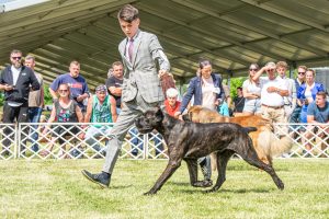 Papa 2022 dogshow nevezési lap entry form FCI dogshow Pápa CACIB Esterhazy Memorial CACIB Dalmata és Kopó Club Show HTME CLUB SHOW CTPE CLUB SHOW MRVE – Hungarian Retriever & Waterdog CAC Clubshow