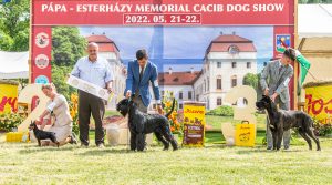 Papa 2022 dogshow nevezési lap entry form FCI dogshow Pápa CACIB Esterhazy Memorial CACIB Dalmata és Kopó Club Show HTME CLUB SHOW CTPE CLUB SHOW MRVE – Hungarian Retriever & Waterdog CAC Clubshow