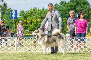 Papa 2022 dogshow nevezési lap entry form FCI dogshow Pápa CACIB Esterhazy Memorial CACIB Dalmata és Kopó Club Show HTME CLUB SHOW CTPE CLUB SHOW MRVE – Hungarian Retriever & Waterdog CAC Clubshow