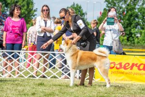 Papa 2022 dogshow nevezési lap entry form FCI dogshow Pápa CACIB Esterhazy Memorial CACIB Dalmata és Kopó Club Show HTME CLUB SHOW CTPE CLUB SHOW MRVE – Hungarian Retriever & Waterdog CAC Clubshow