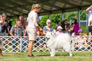 Papa 2022 dogshow nevezési lap entry form FCI dogshow Pápa CACIB Esterhazy Memorial CACIB Dalmata és Kopó Club Show HTME CLUB SHOW CTPE CLUB SHOW MRVE – Hungarian Retriever & Waterdog CAC Clubshow