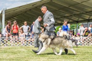 Papa 2022 dogshow nevezési lap entry form FCI dogshow Pápa CACIB Esterhazy Memorial CACIB Dalmata és Kopó Club Show HTME CLUB SHOW CTPE CLUB SHOW MRVE – Hungarian Retriever & Waterdog CAC Clubshow