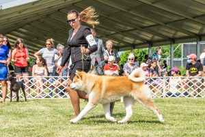 Papa 2022 dogshow nevezési lap entry form FCI dogshow Pápa CACIB Esterhazy Memorial CACIB Dalmata és Kopó Club Show HTME CLUB SHOW CTPE CLUB SHOW MRVE – Hungarian Retriever & Waterdog CAC Clubshow