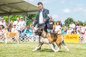 Papa 2022 dogshow nevezési lap entry form FCI dogshow Pápa CACIB Esterhazy Memorial CACIB Dalmata és Kopó Club Show HTME CLUB SHOW CTPE CLUB SHOW MRVE – Hungarian Retriever & Waterdog CAC Clubshow