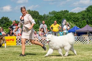 Papa 2022 dogshow nevezési lap entry form FCI dogshow Pápa CACIB Esterhazy Memorial CACIB Dalmata és Kopó Club Show HTME CLUB SHOW CTPE CLUB SHOW MRVE – Hungarian Retriever & Waterdog CAC Clubshow
