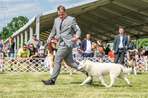 Papa 2022 dogshow nevezési lap entry form FCI dogshow Pápa CACIB Esterhazy Memorial CACIB Dalmata és Kopó Club Show HTME CLUB SHOW CTPE CLUB SHOW MRVE – Hungarian Retriever & Waterdog CAC Clubshow