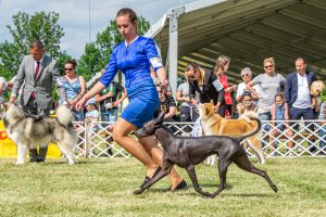 Papa 2022 dogshow nevezési lap entry form FCI dogshow Pápa CACIB Esterhazy Memorial CACIB Dalmata és Kopó Club Show HTME CLUB SHOW CTPE CLUB SHOW MRVE – Hungarian Retriever & Waterdog CAC Clubshow