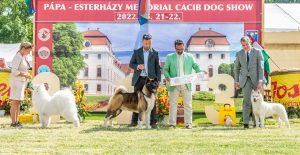Papa 2022 dogshow nevezési lap entry form FCI dogshow Pápa CACIB Esterhazy Memorial CACIB Dalmata és Kopó Club Show HTME CLUB SHOW CTPE CLUB SHOW MRVE – Hungarian Retriever & Waterdog CAC Clubshow