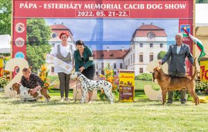 Papa 2022 dogshow nevezési lap entry form FCI dogshow Pápa CACIB Esterhazy Memorial CACIB Dalmata és Kopó Club Show HTME CLUB SHOW CTPE CLUB SHOW MRVE – Hungarian Retriever & Waterdog CAC Clubshow