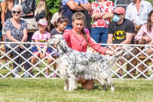 Papa 2022 dogshow nevezési lap entry form FCI dogshow Pápa CACIB Esterhazy Memorial CACIB Dalmata és Kopó Club Show HTME CLUB SHOW CTPE CLUB SHOW MRVE – Hungarian Retriever & Waterdog CAC Clubshow
