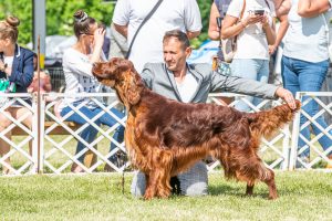 Papa 2022 dogshow nevezési lap entry form FCI dogshow Pápa CACIB Esterhazy Memorial CACIB Dalmata és Kopó Club Show HTME CLUB SHOW CTPE CLUB SHOW MRVE – Hungarian Retriever & Waterdog CAC Clubshow