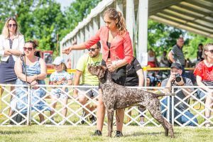 Papa 2022 dogshow nevezési lap entry form FCI dogshow Pápa CACIB Esterhazy Memorial CACIB Dalmata és Kopó Club Show HTME CLUB SHOW CTPE CLUB SHOW MRVE – Hungarian Retriever & Waterdog CAC Clubshow